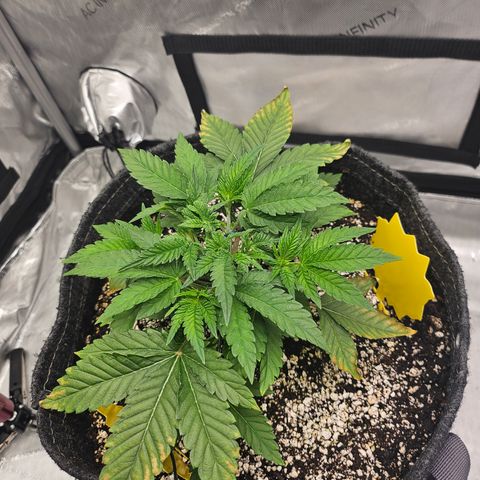 Orange Creamsicle X Hella Jelly growlog timeline photo
