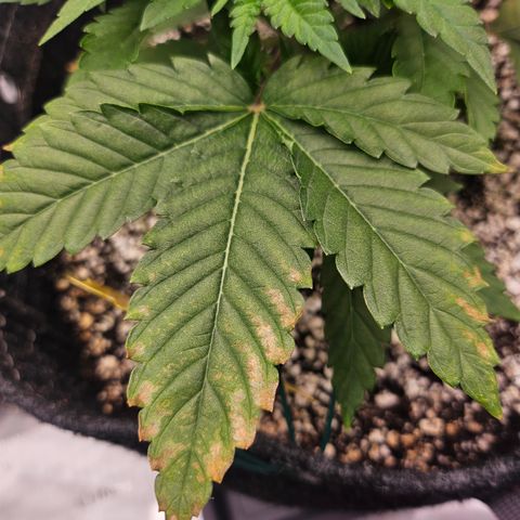 Orange Creamsicle X Hella Jelly growlog timeline photo
