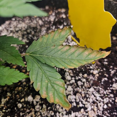 Orange Creamsicle X Hella Jelly growlog timeline photo