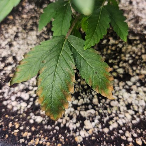 Orange Creamsicle X Hella Jelly growlog timeline photo