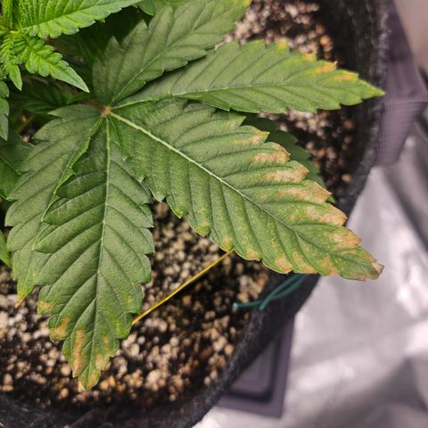 Orange Creamsicle X Hella Jelly growlog timeline photo