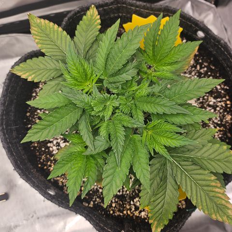 Orange Creamsicle X Hella Jelly growlog timeline photo