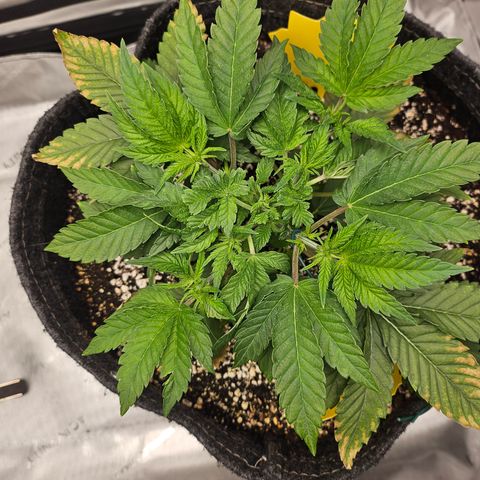Orange Creamsicle X Hella Jelly growlog timeline photo