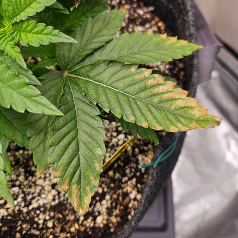 Orange Creamsicle X Hella Jelly growlog timeline photo
