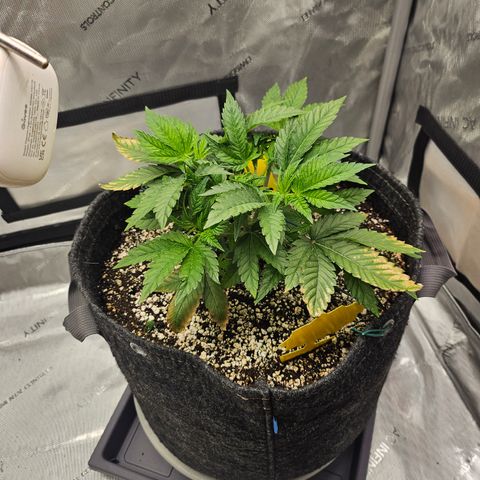 Orange Creamsicle X Hella Jelly growlog timeline photo