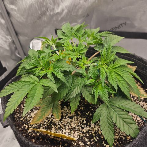 Orange Creamsicle X Hella Jelly growlog timeline photo
