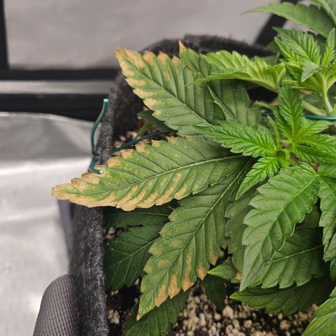 Orange Creamsicle X Hella Jelly growlog timeline photo