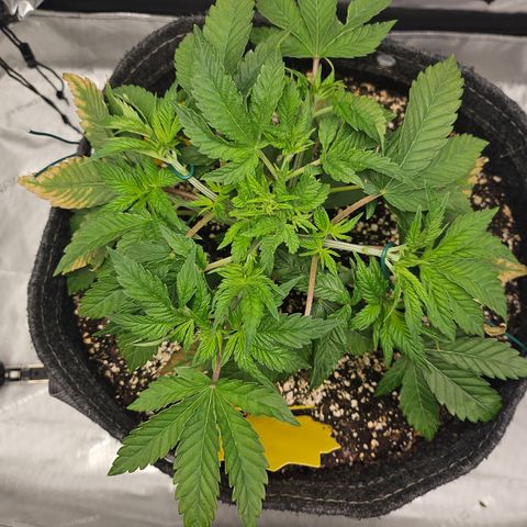 Orange Creamsicle X Hella Jelly growlog timeline photo
