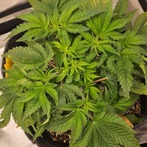Orange Creamsicle X Hella Jelly growlog timeline photo