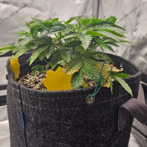 Orange Creamsicle X Hella Jelly growlog timeline photo