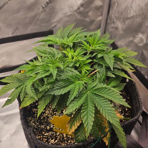 Orange Creamsicle X Hella Jelly growlog timeline photo