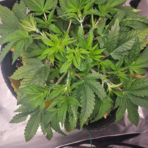 Orange Creamsicle X Hella Jelly growlog timeline photo