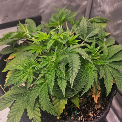 Orange Creamsicle X Hella Jelly growlog timeline photo