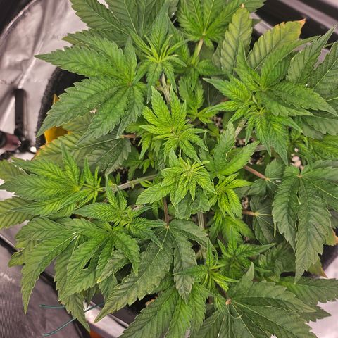 Orange Creamsicle X Hella Jelly growlog timeline photo