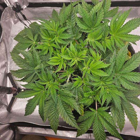 Orange Creamsicle X Hella Jelly growlog timeline photo