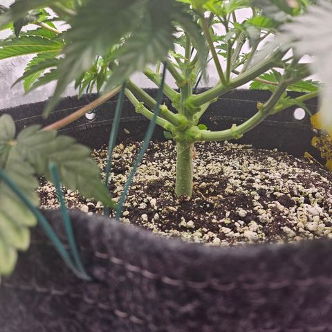 Orange Creamsicle X Hella Jelly growlog timeline photo