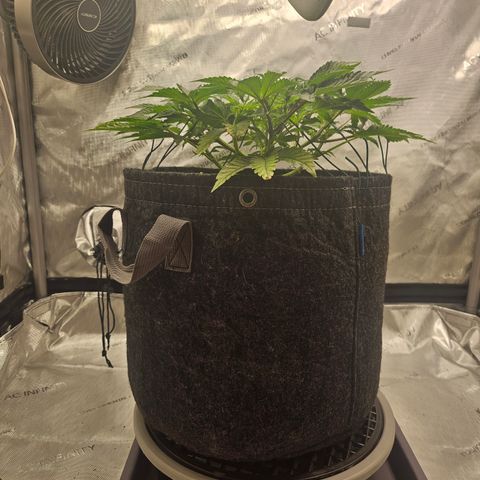 Orange Creamsicle X Hella Jelly growlog timeline photo