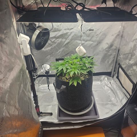 Orange Creamsicle X Hella Jelly growlog timeline photo