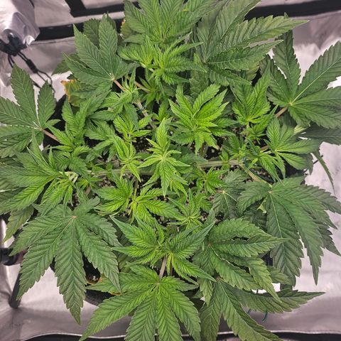 Orange Creamsicle X Hella Jelly growlog timeline photo