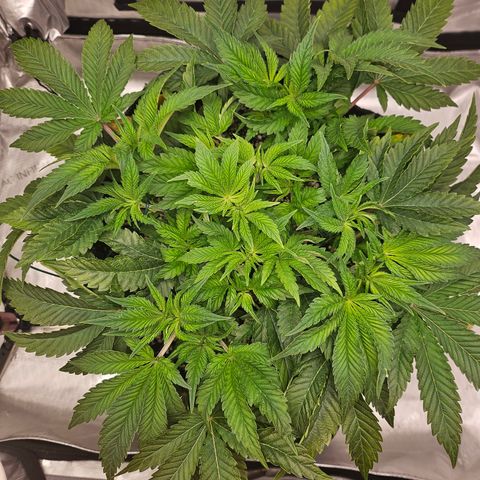 Orange Creamsicle X Hella Jelly growlog timeline photo