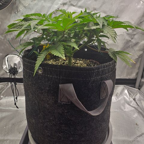 Orange Creamsicle X Hella Jelly growlog timeline photo