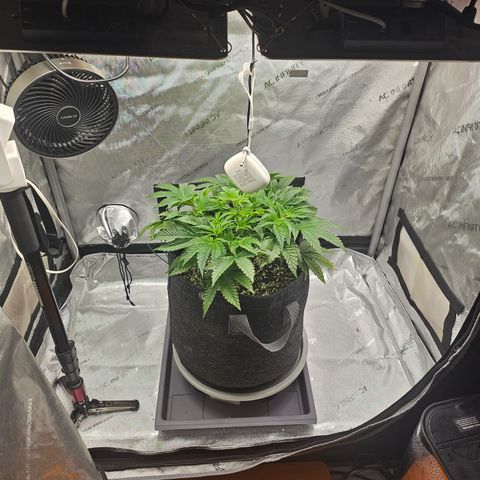Orange Creamsicle X Hella Jelly growlog timeline photo