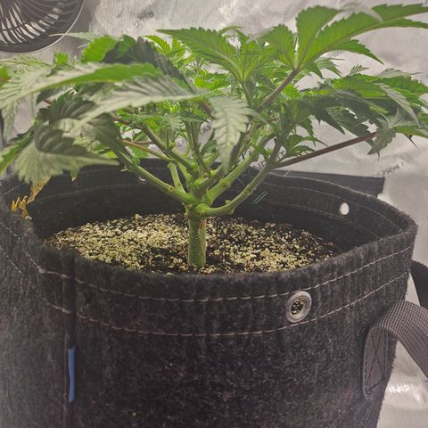 Orange Creamsicle X Hella Jelly growlog timeline photo