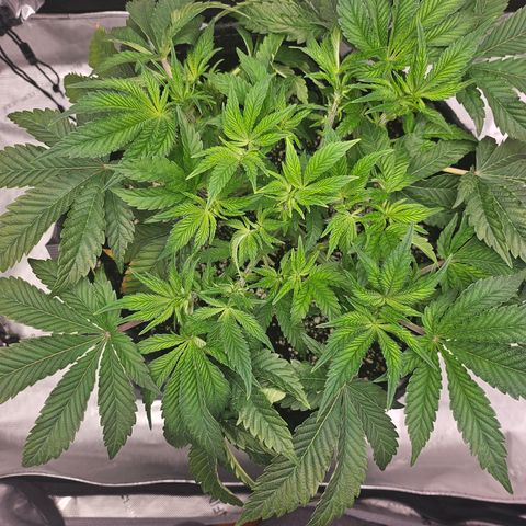 Orange Creamsicle X Hella Jelly growlog timeline photo