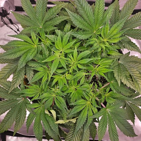 Orange Creamsicle X Hella Jelly growlog timeline photo