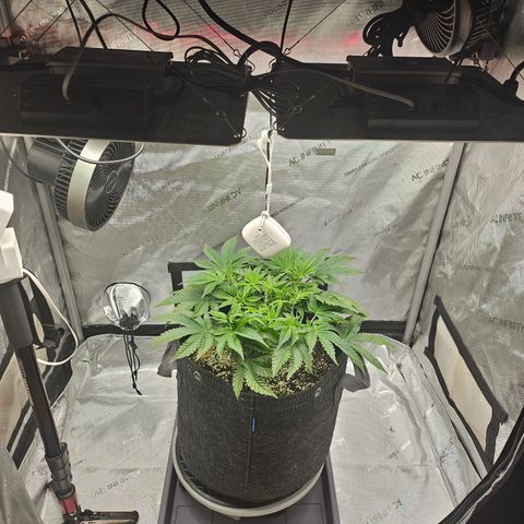 Orange Creamsicle X Hella Jelly growlog timeline photo