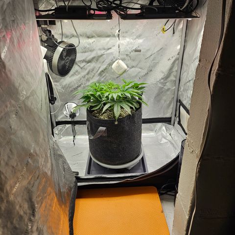 Orange Creamsicle X Hella Jelly growlog timeline photo