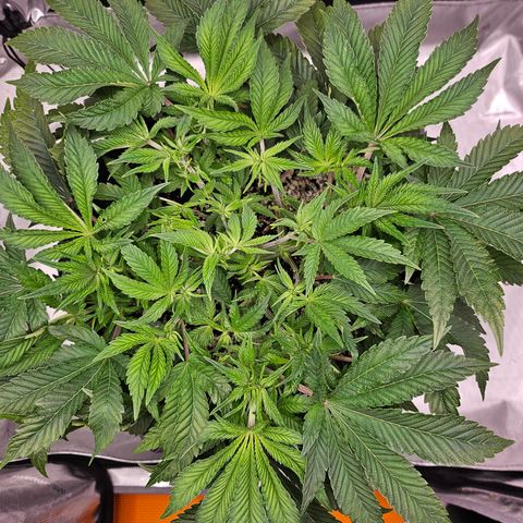 Orange Creamsicle X Hella Jelly growlog timeline photo