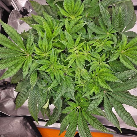Orange Creamsicle X Hella Jelly growlog timeline photo