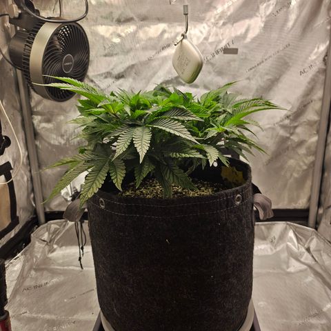 Orange Creamsicle X Hella Jelly growlog timeline photo