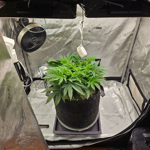 Orange Creamsicle X Hella Jelly growlog timeline photo