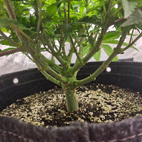 Orange Creamsicle X Hella Jelly growlog timeline photo