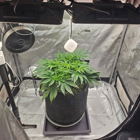 Orange Creamsicle X Hella Jelly growlog timeline photo