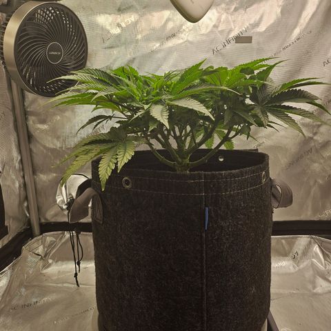 Orange Creamsicle X Hella Jelly growlog timeline photo
