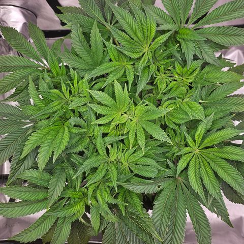 Orange Creamsicle X Hella Jelly growlog timeline photo