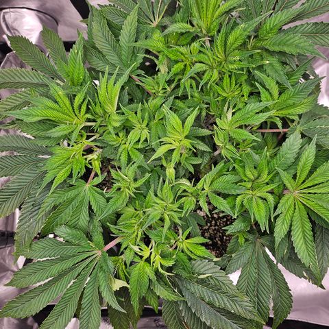 Orange Creamsicle X Hella Jelly growlog timeline photo