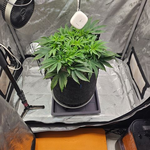 Orange Creamsicle X Hella Jelly growlog timeline photo