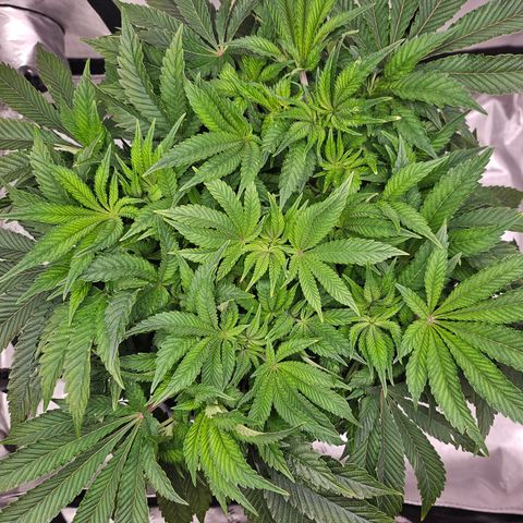 Orange Creamsicle X Hella Jelly growlog timeline photo
