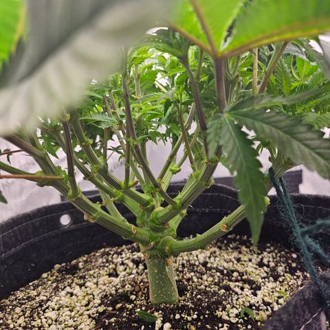 Orange Creamsicle X Hella Jelly growlog timeline photo