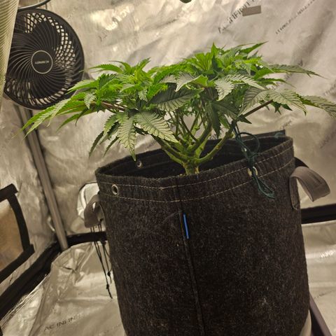 Orange Creamsicle X Hella Jelly growlog timeline photo