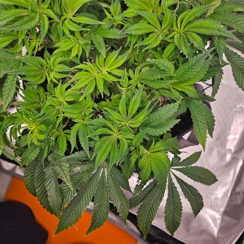 Orange Creamsicle X Hella Jelly growlog timeline photo