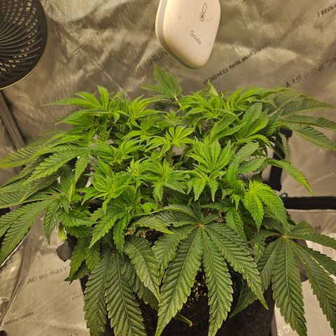 Orange Creamsicle X Hella Jelly growlog timeline photo