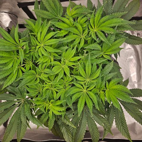 Orange Creamsicle X Hella Jelly growlog timeline photo