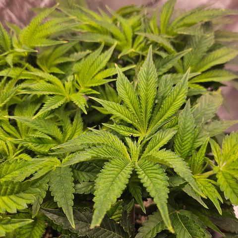 Orange Creamsicle X Hella Jelly growlog timeline photo