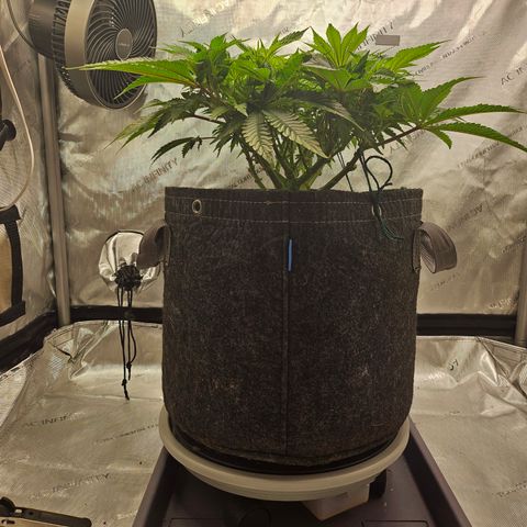 Orange Creamsicle X Hella Jelly growlog timeline photo