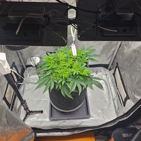 Orange Creamsicle X Hella Jelly growlog timeline photo